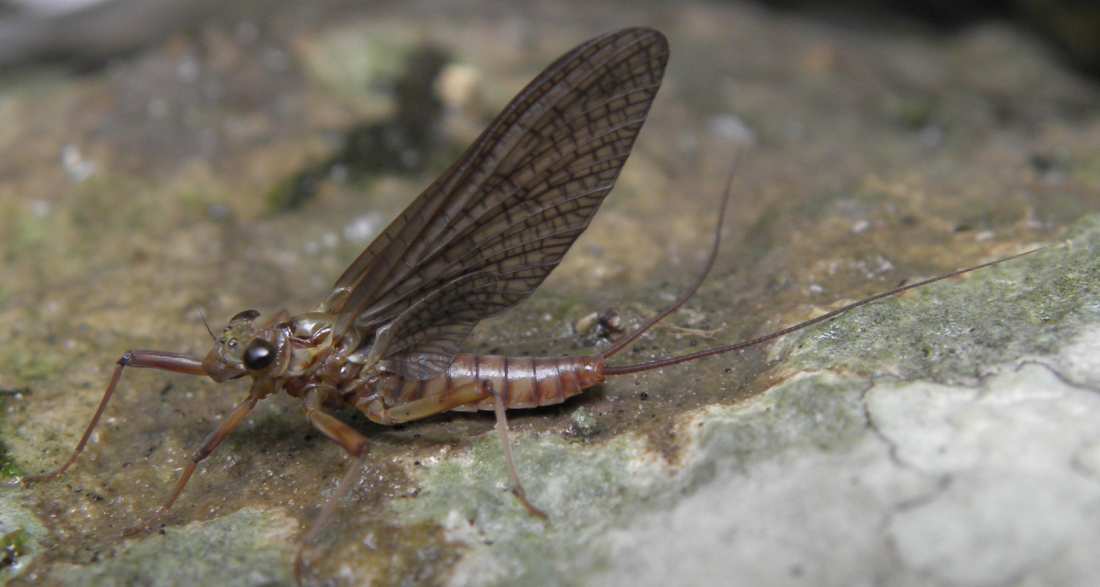 Electrogena hyblaea dalla Sicilia